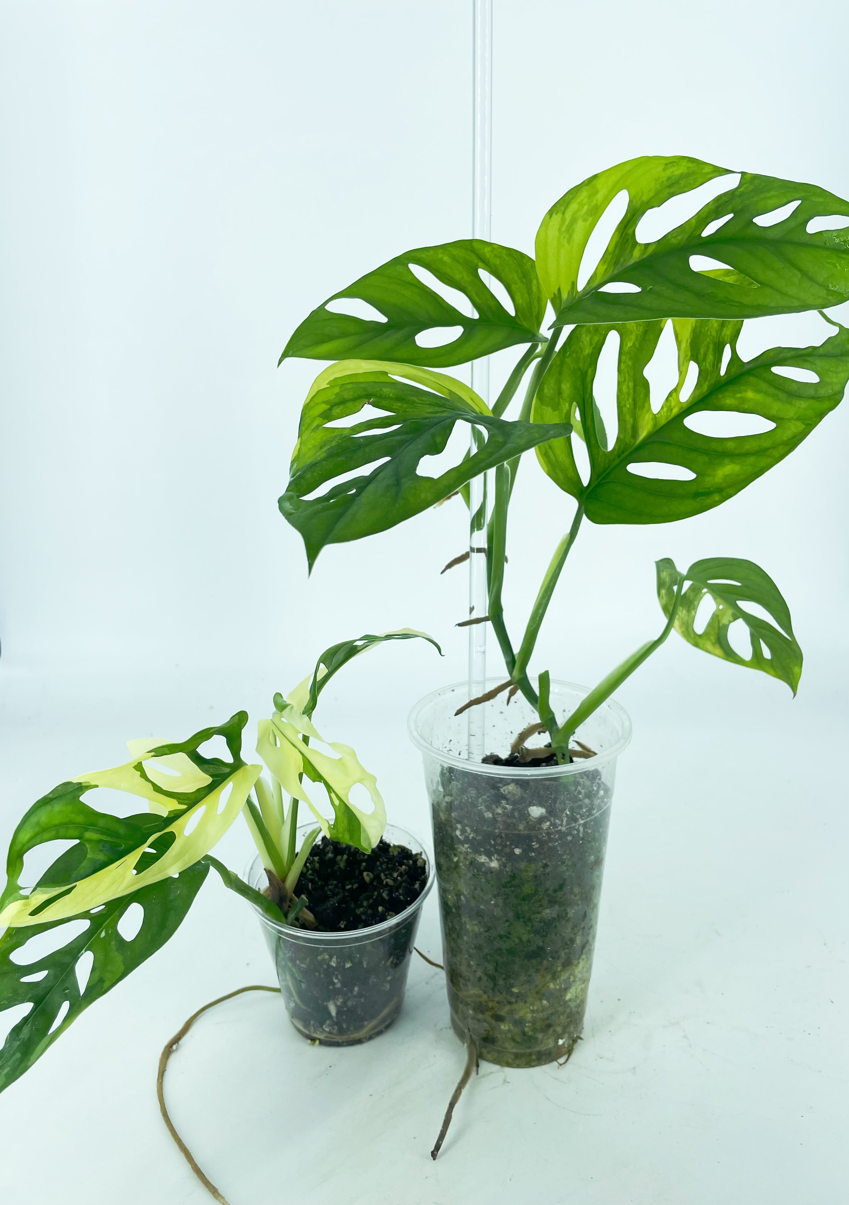 Monstera Adansonii Combo *Pick Up& Local Delivery Only*