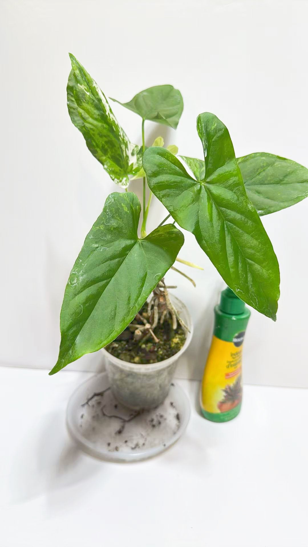 Anthurium Balaoanum var@Markham Warehouse