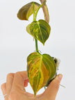 Philodendron Melanochrysum Var@BC Warehouse