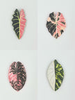 Tropical Leaf Magnet — Alocasia Series