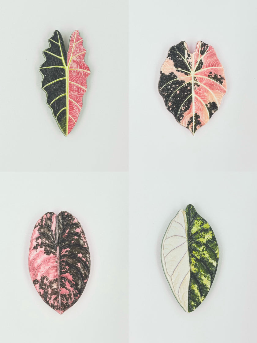 Tropical Leaf Magnet — Alocasia Series