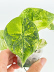 Alocasia Melo Duo@BC Warehouse