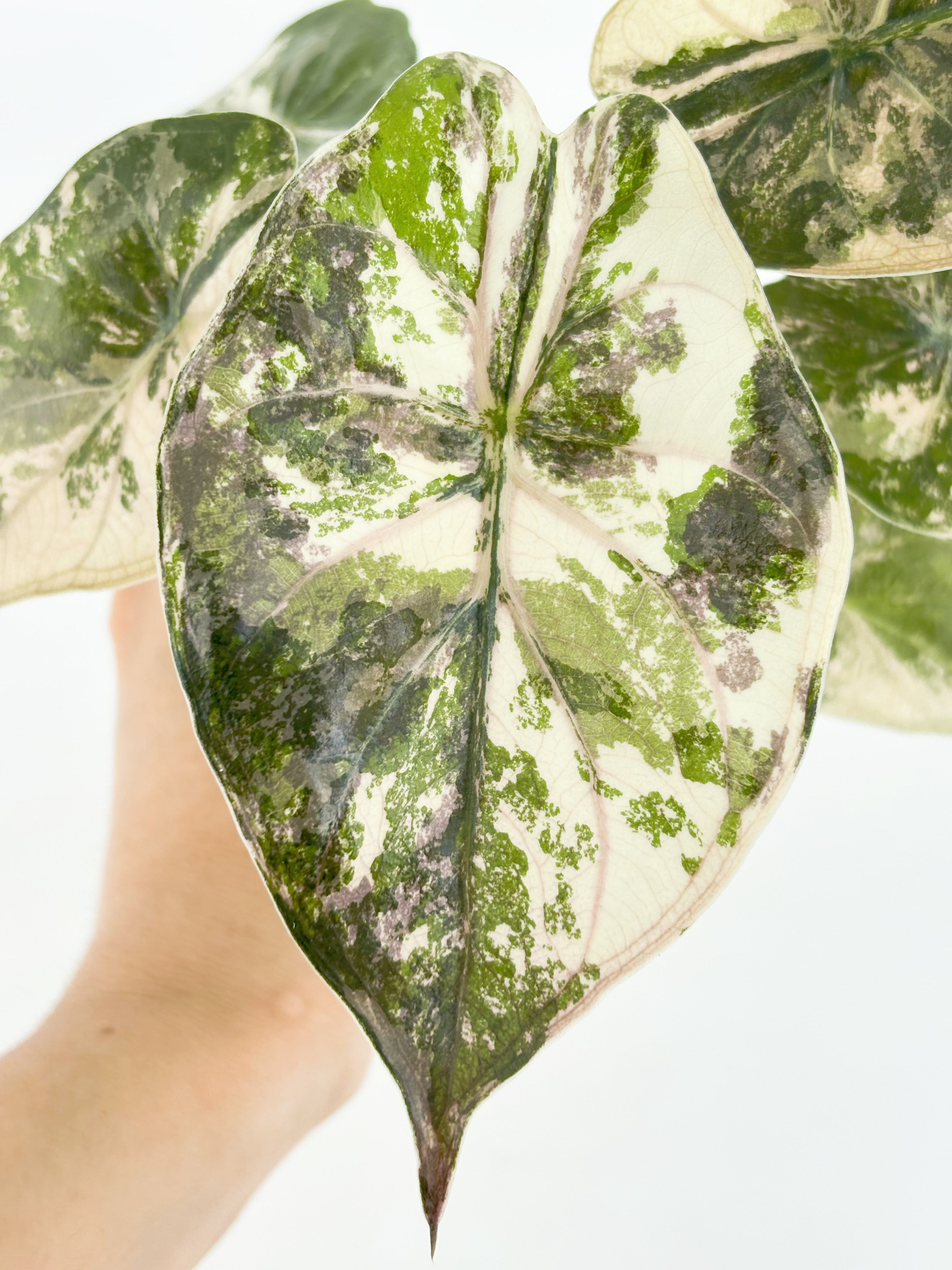 *Ultra Select* Alocasia Wentii Albo Pink@BC Warehouse