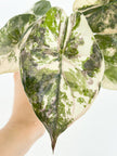 *Ultra Select* Alocasia Wentii Albo Pink@BC Warehouse