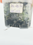 Alocasia Black Velvet Golden@BC Warehouse