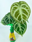 *Grower’s Choice* Anthurium Dorayaki Silver XXL *Pick up and Local delivery only*