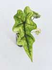 Alocasia Jacklyn Aurea @BC Warehouse