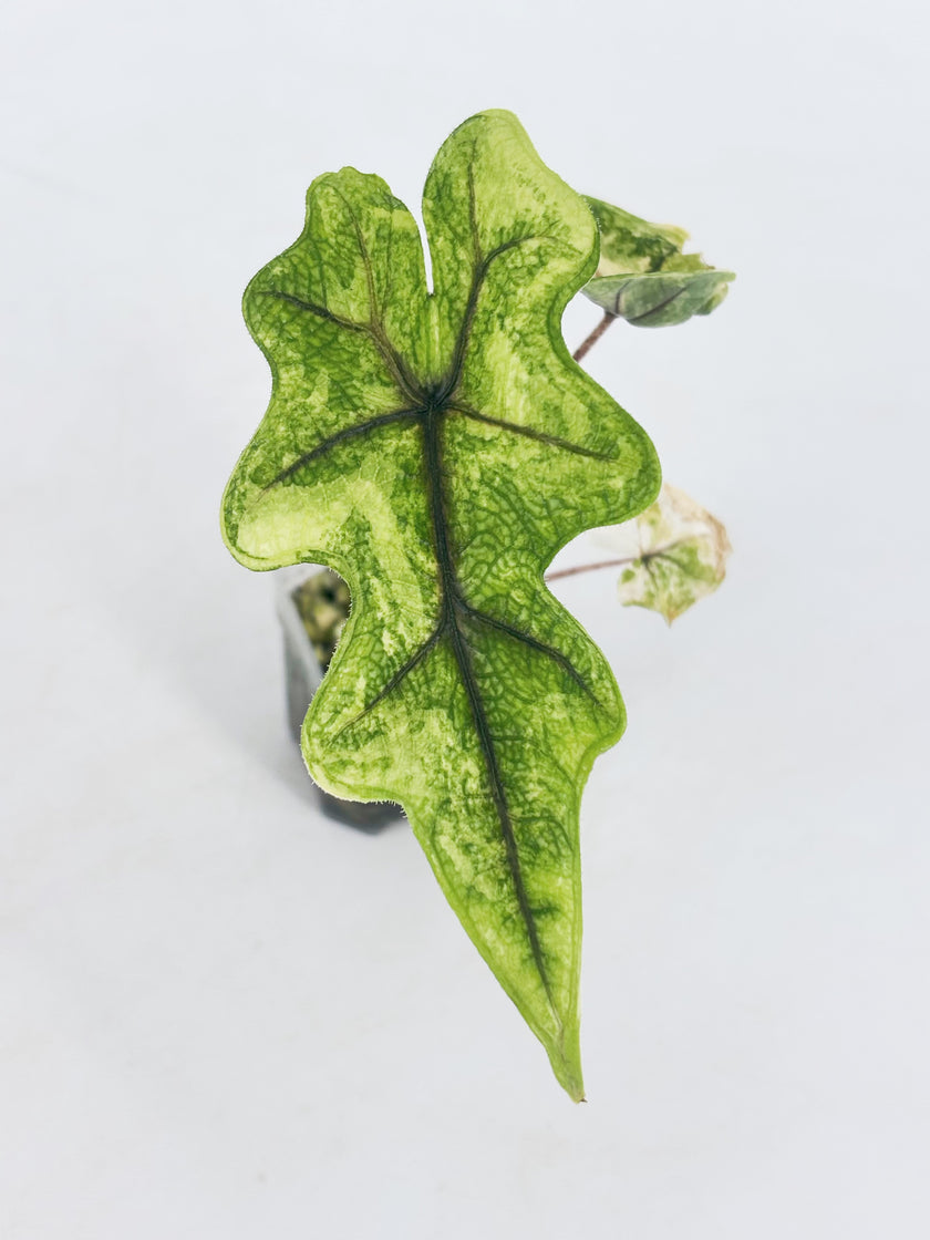 Alocasia Jacklyn Aurea @BC Warehouse
