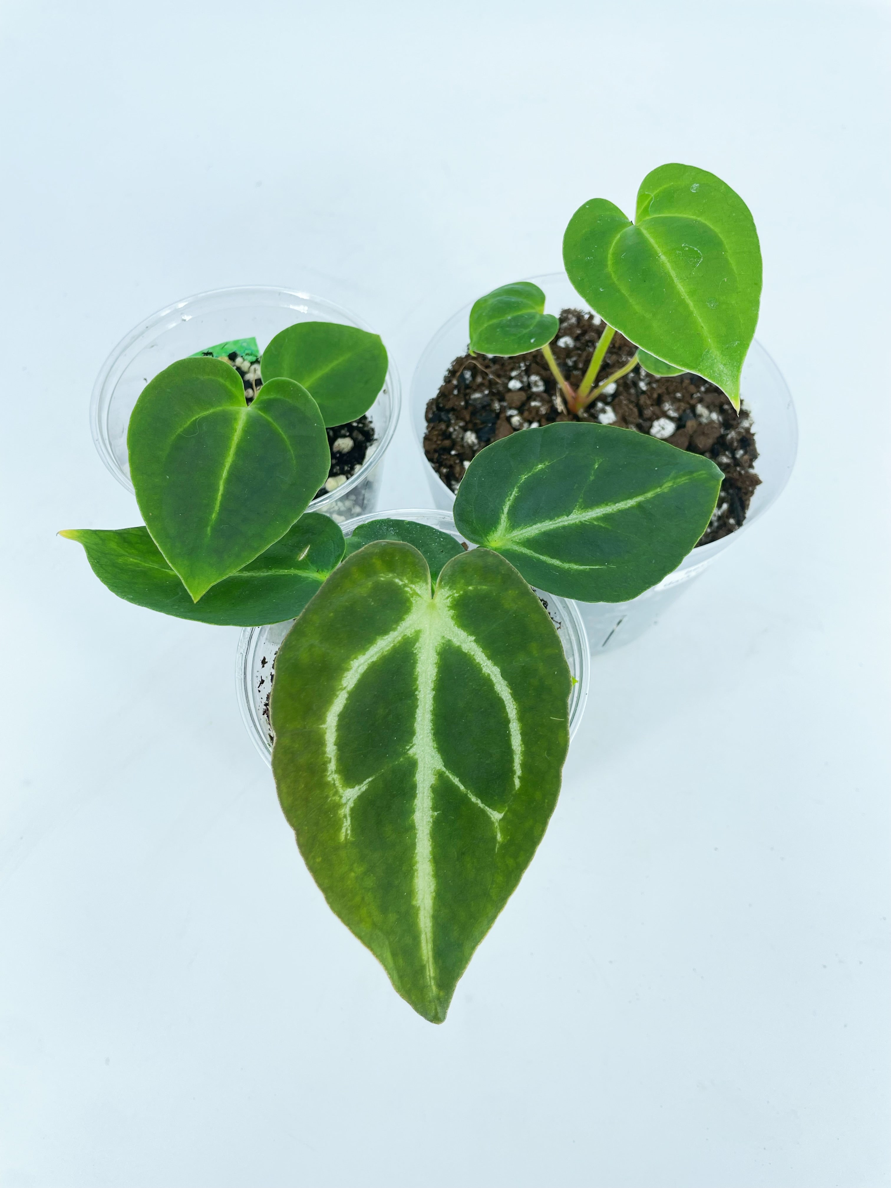 Anthurium Hybrid Beginner combo