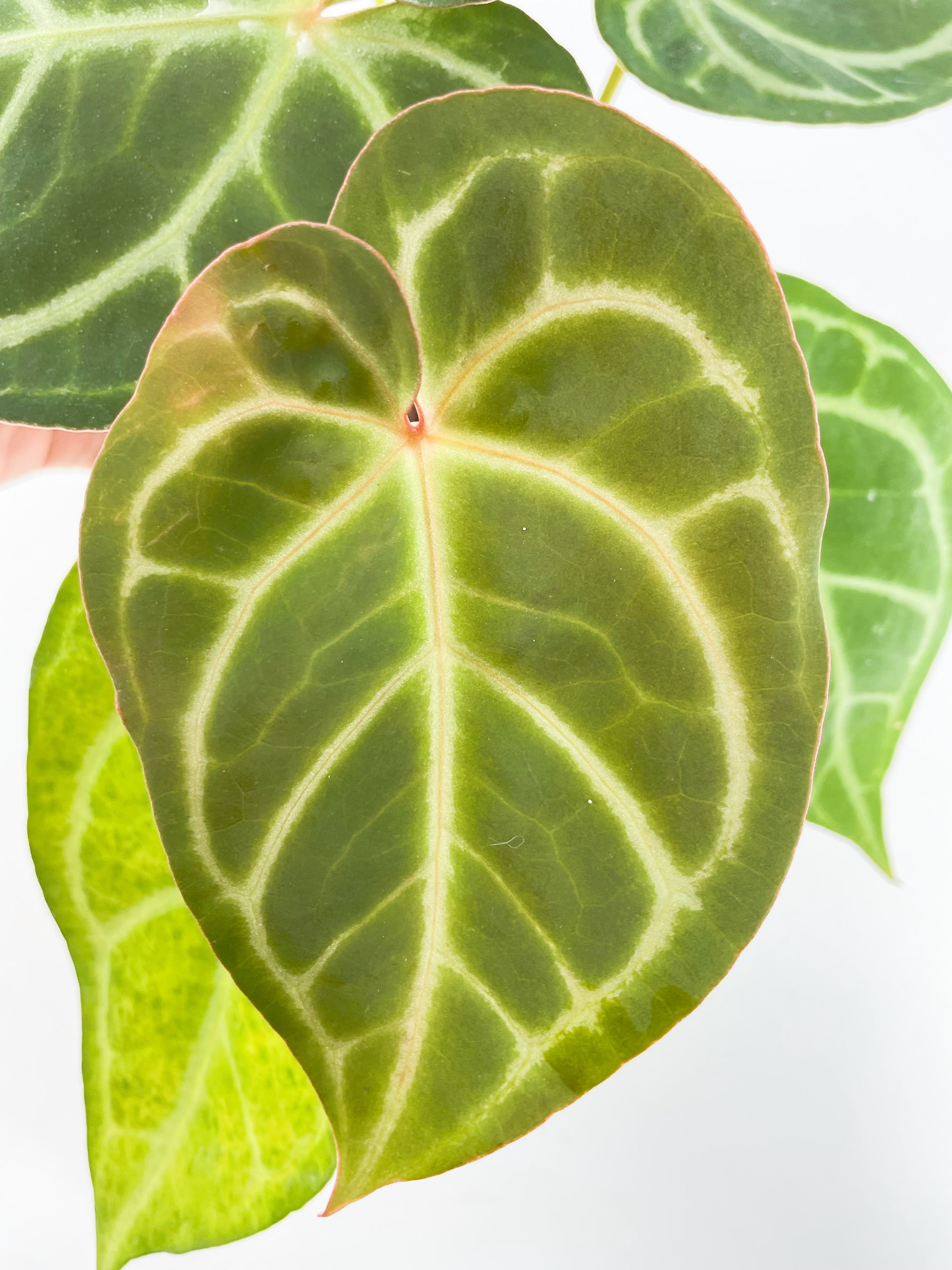 Anthurium Magnificum x Red Crystallinum