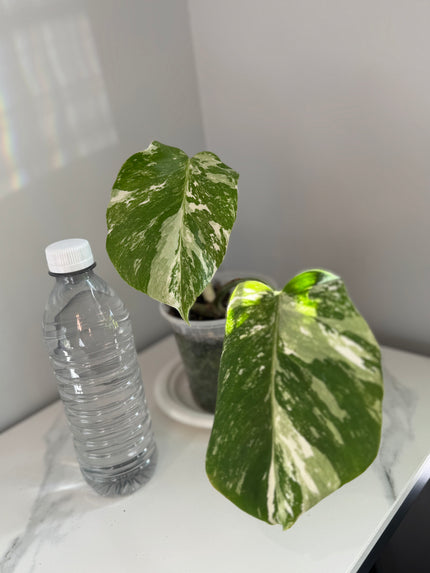 Monstera Albo