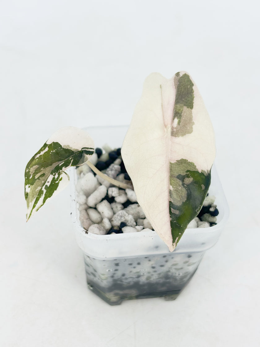 Alocasia Chantrieri Pink@BC Warehouse