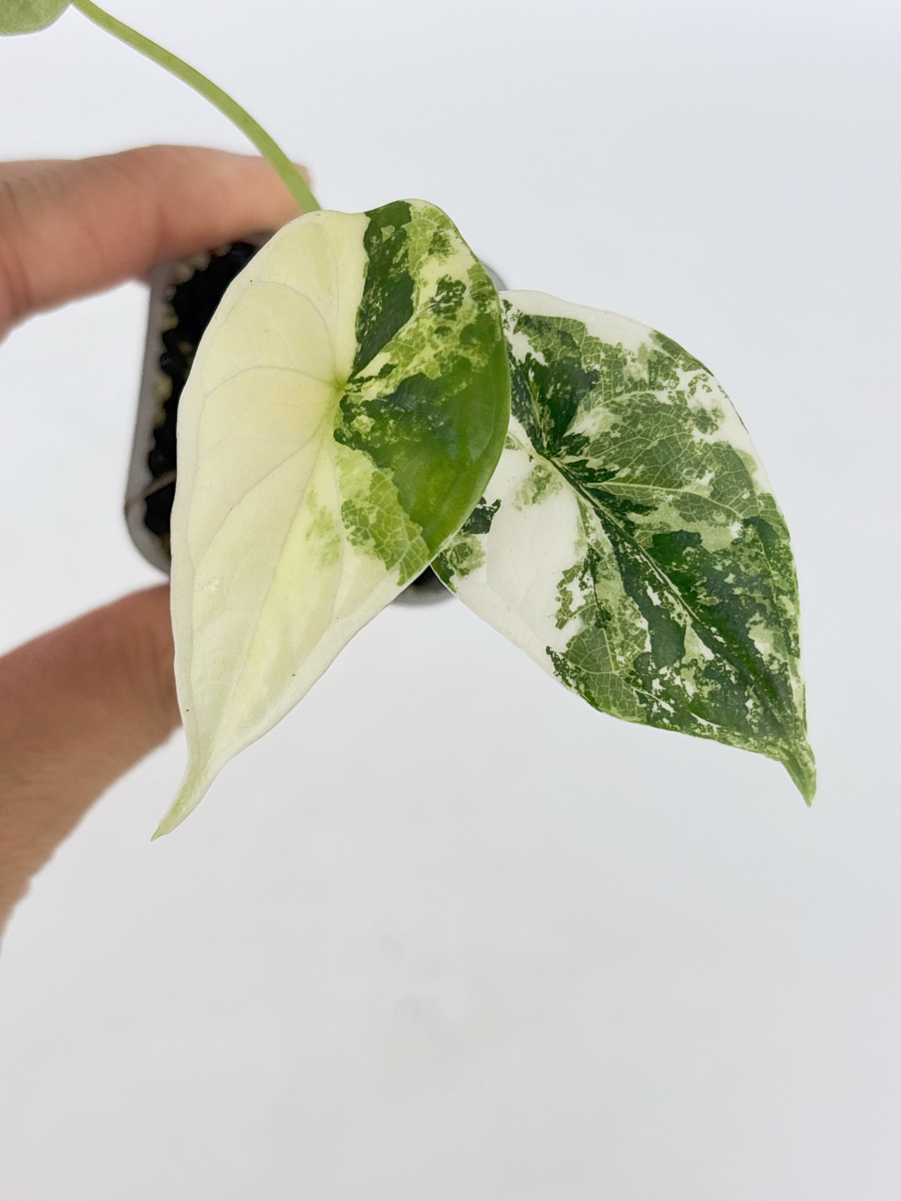 Alocasia Combo (Melo Albo+Dragon Scale Albo) @BC Warehouse