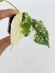 Alocasia Combo (Melo Albo+Dragon Scale Albo) @BC Warehouse