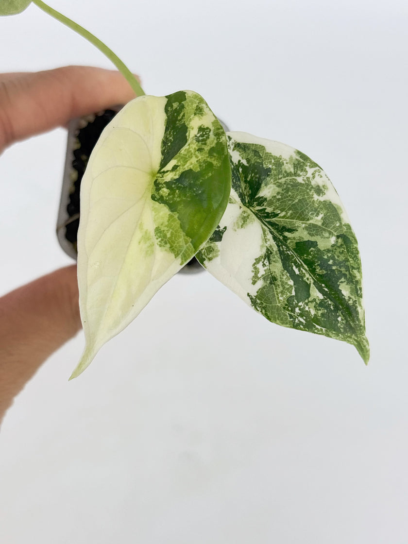 Alocasia Combo (Melo Albo+Dragon Scale Albo) @BC Warehouse