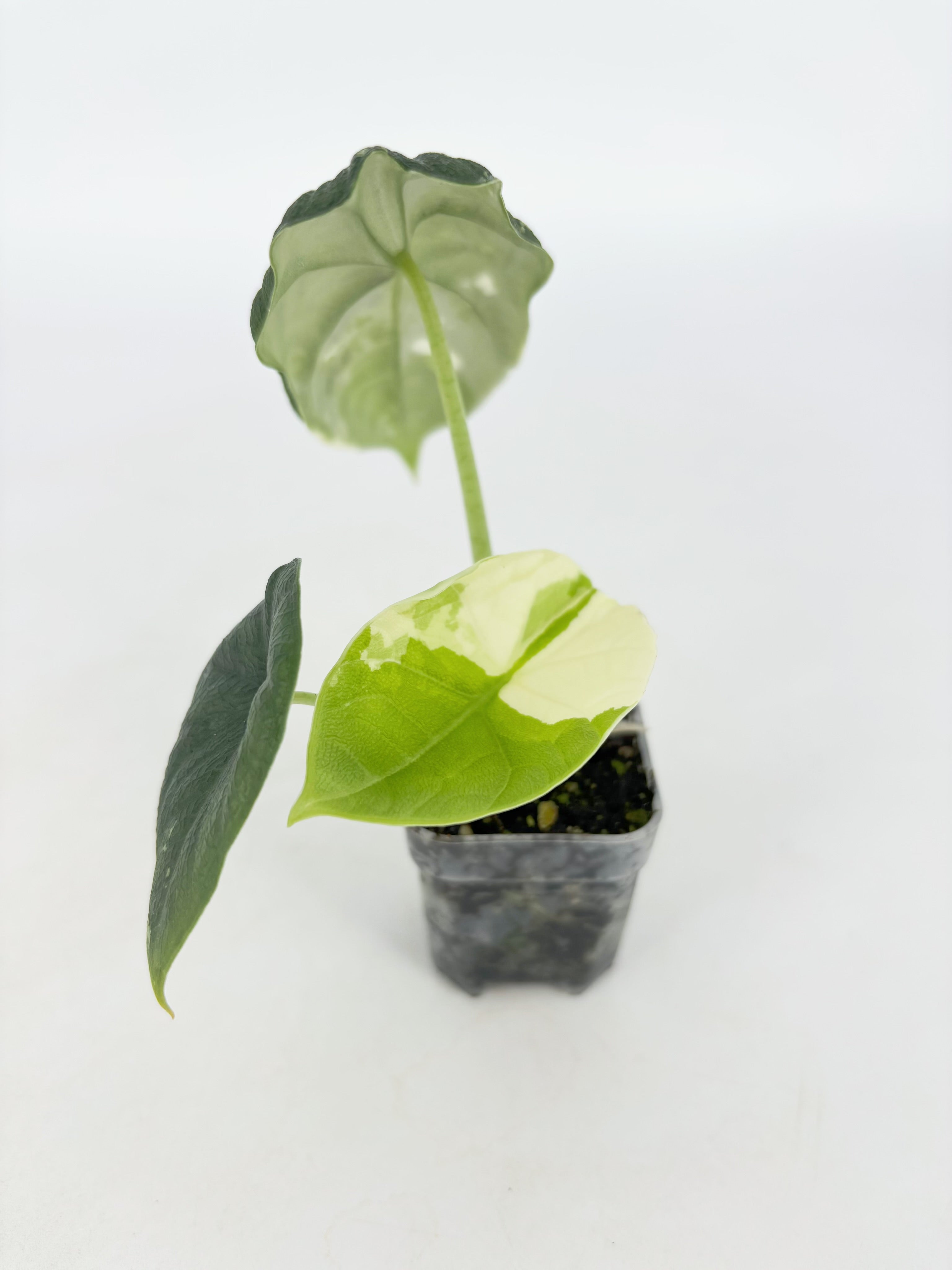 Alocasia Melo Duo@BC Warehouse