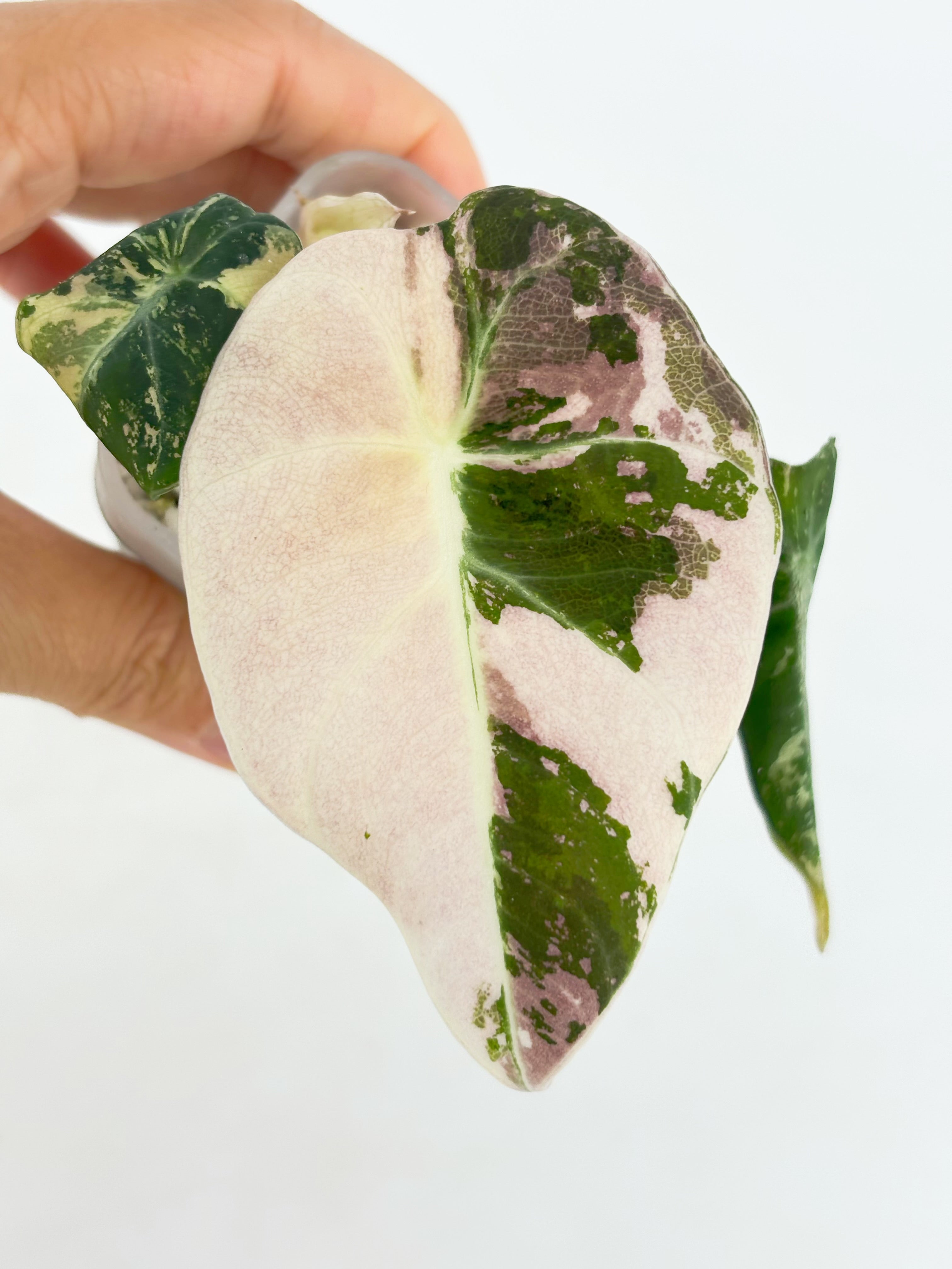 Alocasia Black Velvet Pink @BC Warehouse