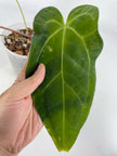 Anthurium Indo Papi *Pick up&Local delivery only*