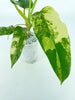 Philodendron Domesticum Var