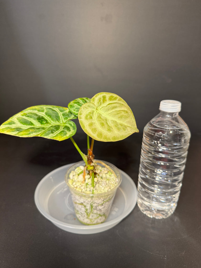 Anthurium Dorayaki - Silver