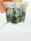Alocasia Black Velvet Pink @BC Warehouse