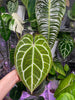 Anthurium Crystallinum -Dark Form *Pick Up& Local Delivery Only*