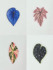 Tropical Leaf Magnet — Begonia Series