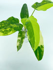 Philodendron Domesticum Var