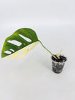 Monstera Adansonii Tricolor@BC Warehouse