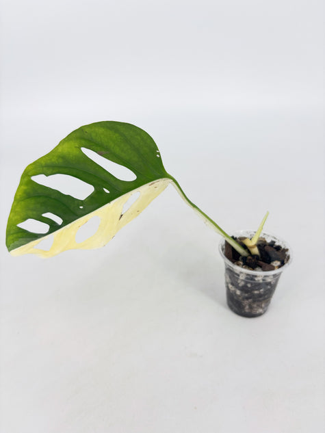 Monstera Adansonii Tricolor@BC Warehouse