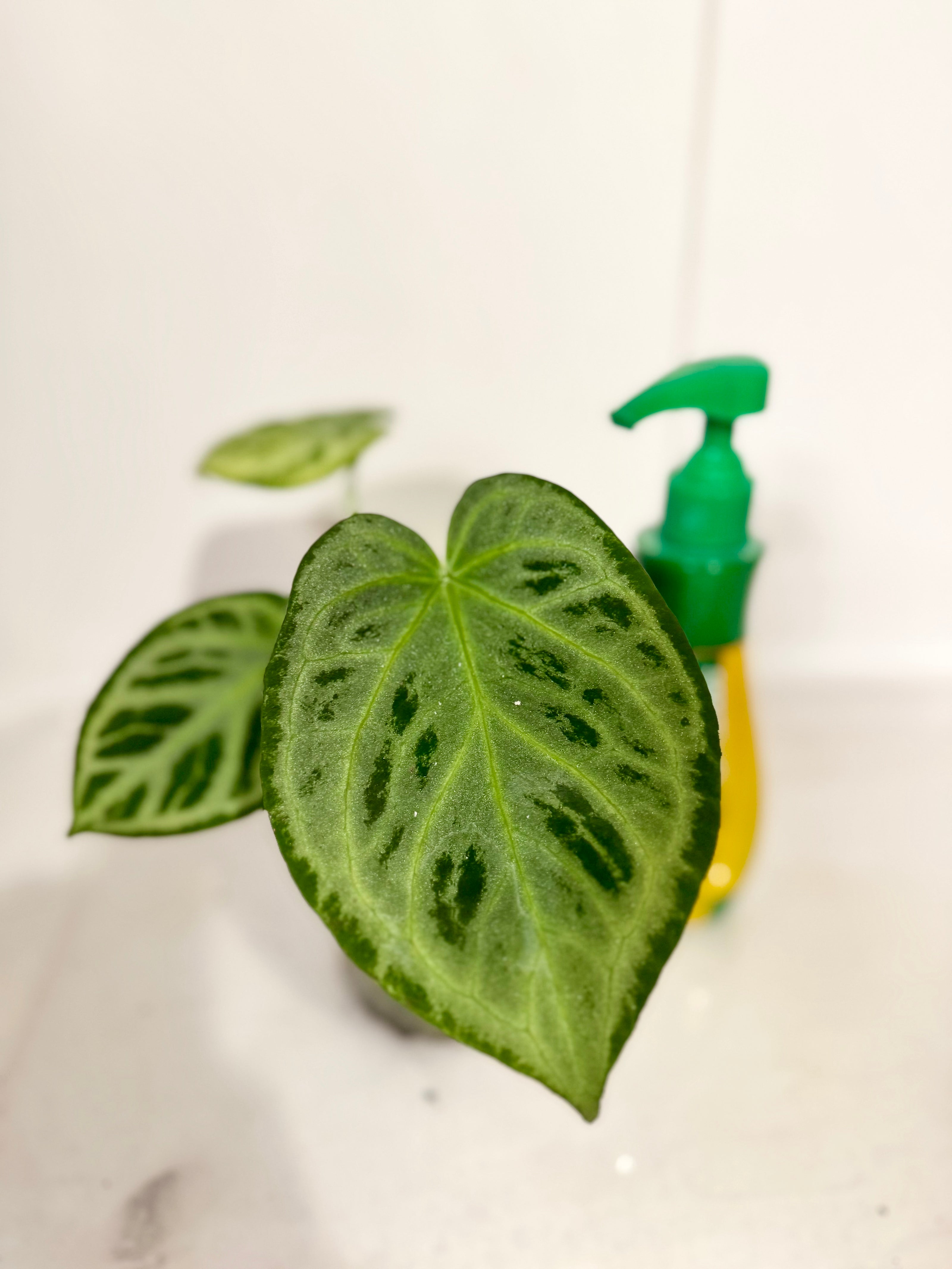 *Grower’s Choice* Anthurium Silver Blush