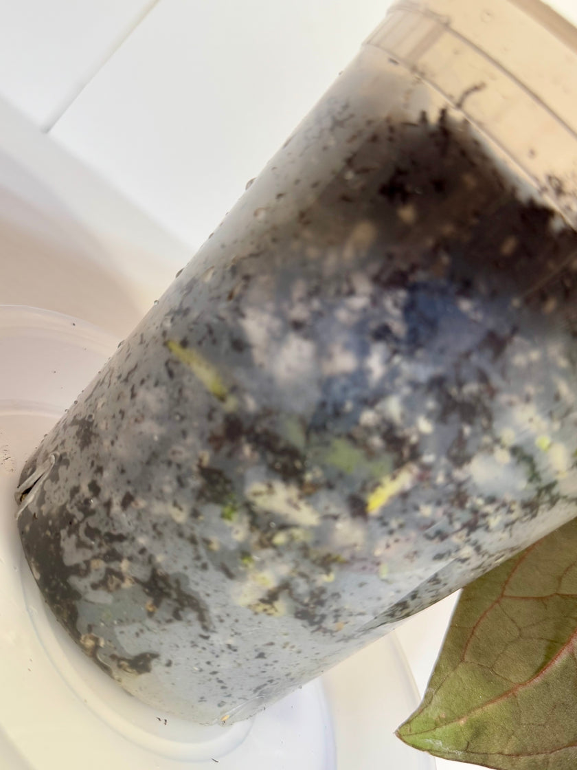 Anthurium Ace of Spades (Tezula dark form)