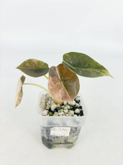 Alocasia Cuprea Pink Mint mix@BC Warehouse