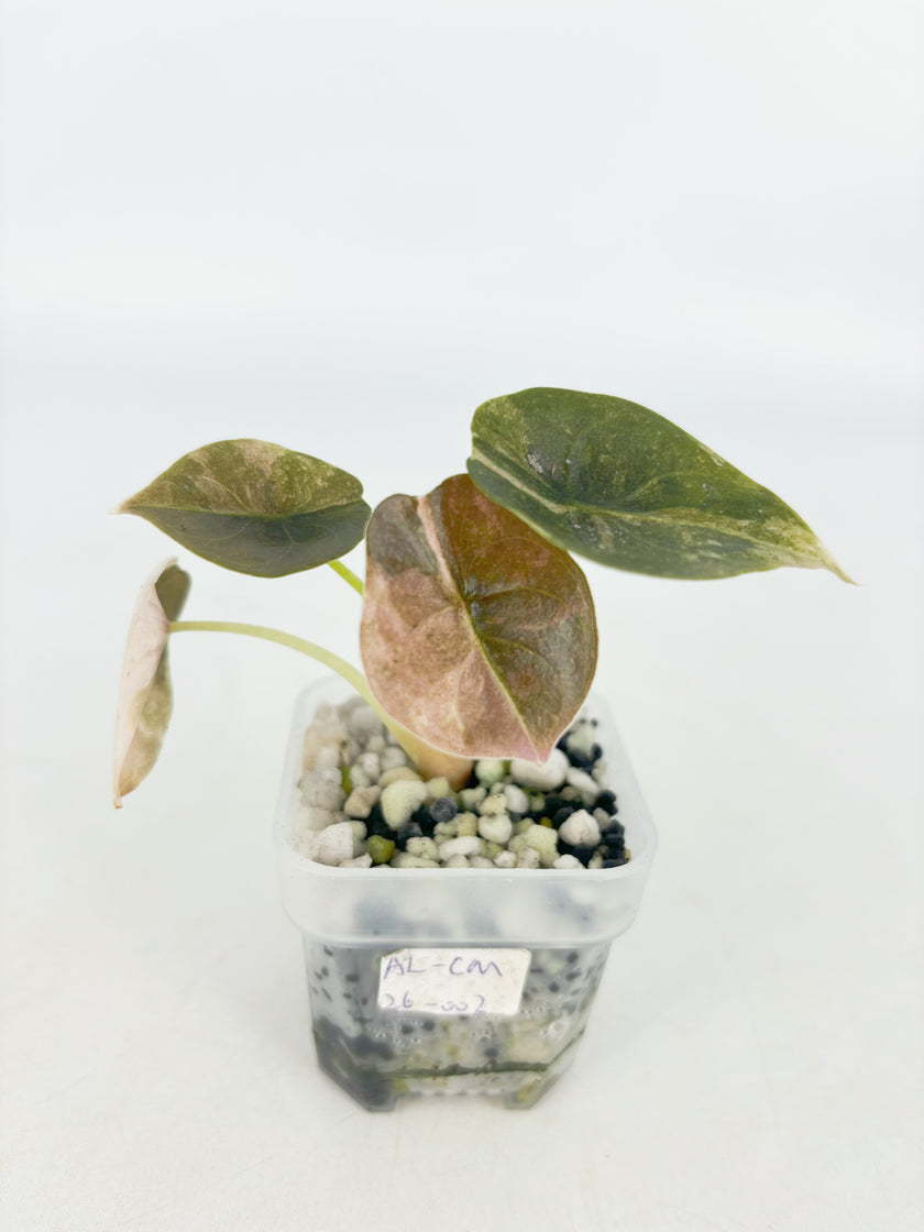 Alocasia Cuprea Pink Mint mix@BC Warehouse
