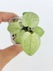 Anthurium Dark Phoenix Mint@BC Warehouse