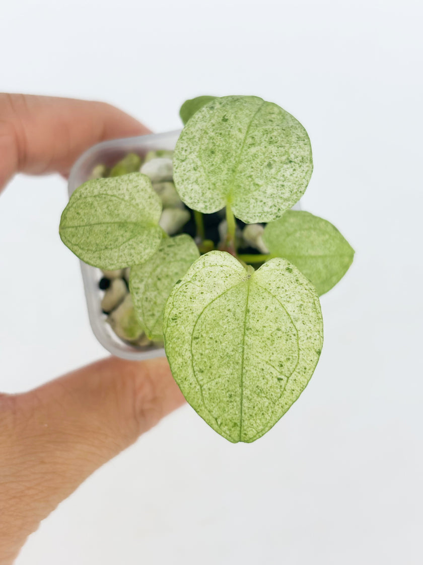 Anthurium Dark Phoenix Mint@BC Warehouse