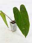 Anthurium Combo@BC Warehouse