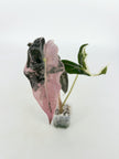 Alocasia Nobilis Pink K form@BC Warehouse