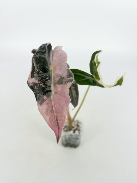 Alocasia Nobilis Pink K form@BC Warehouse