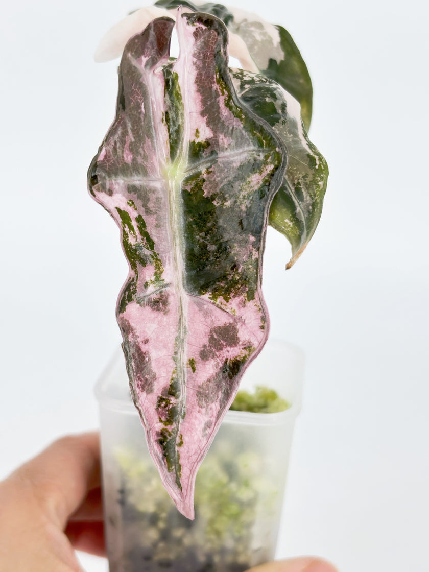 Alocasia Combo (Noblis Pink +Pseudo Sanderiana Pink) @BC Warehouse
