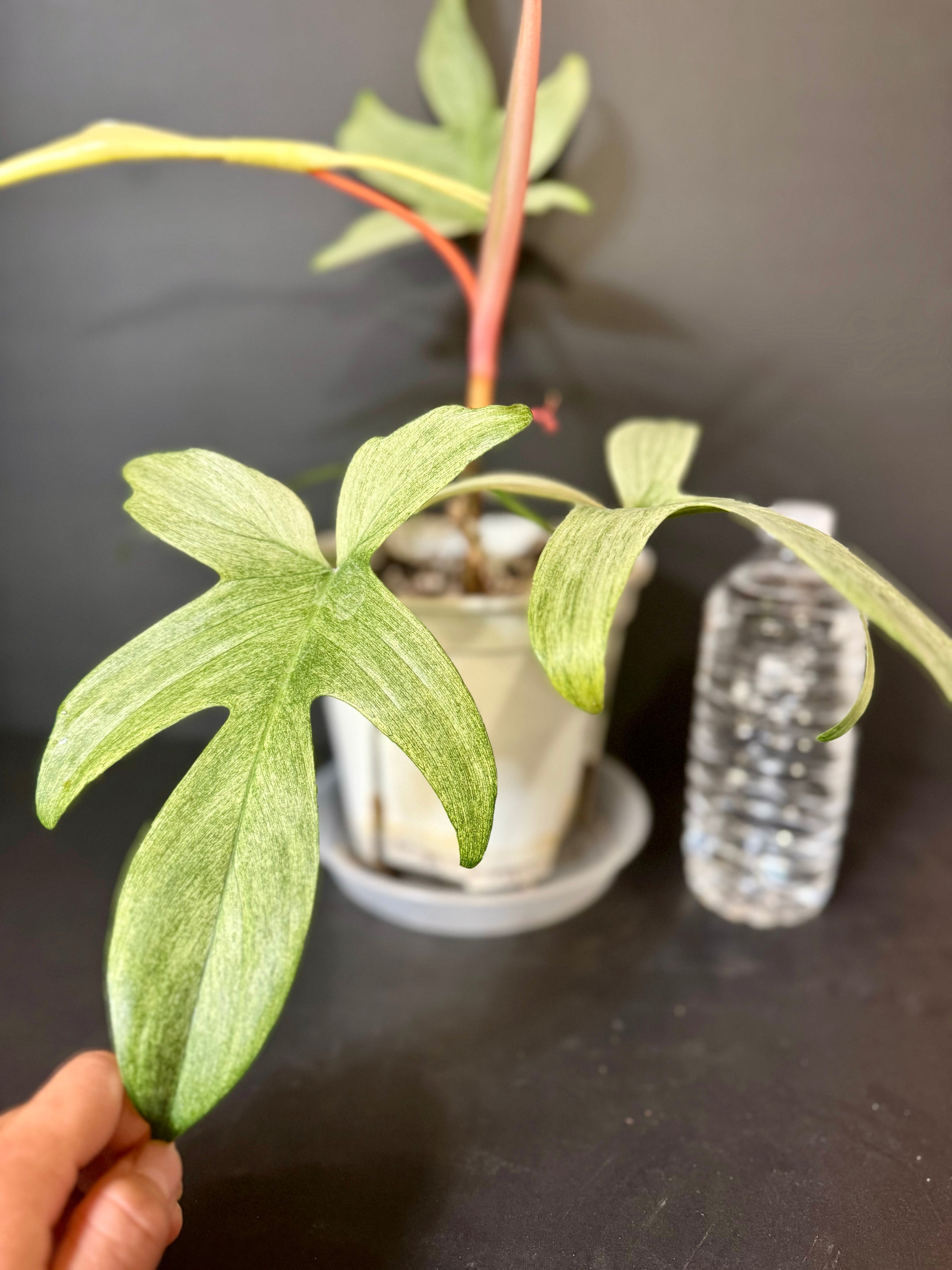 Philodendron Florida Ghost XL *Pick up& GTA Delivery Only*