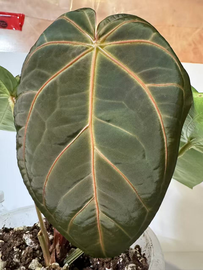 XXL Anthurium Magnificum Dark Form*Pick up & GTA Delivery Only*