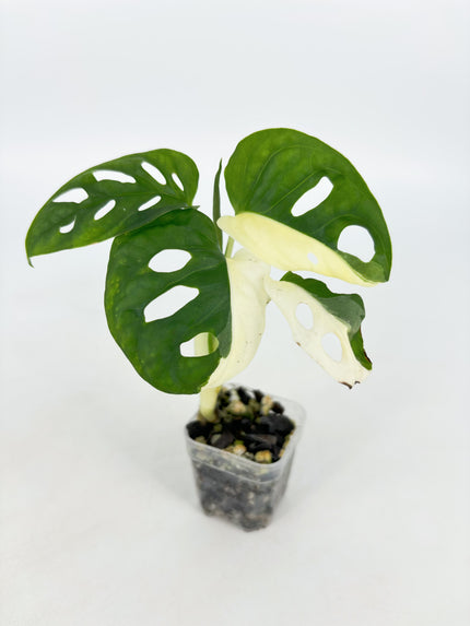 Monstera Adansonii Tricolor Japan @BC Warehouse