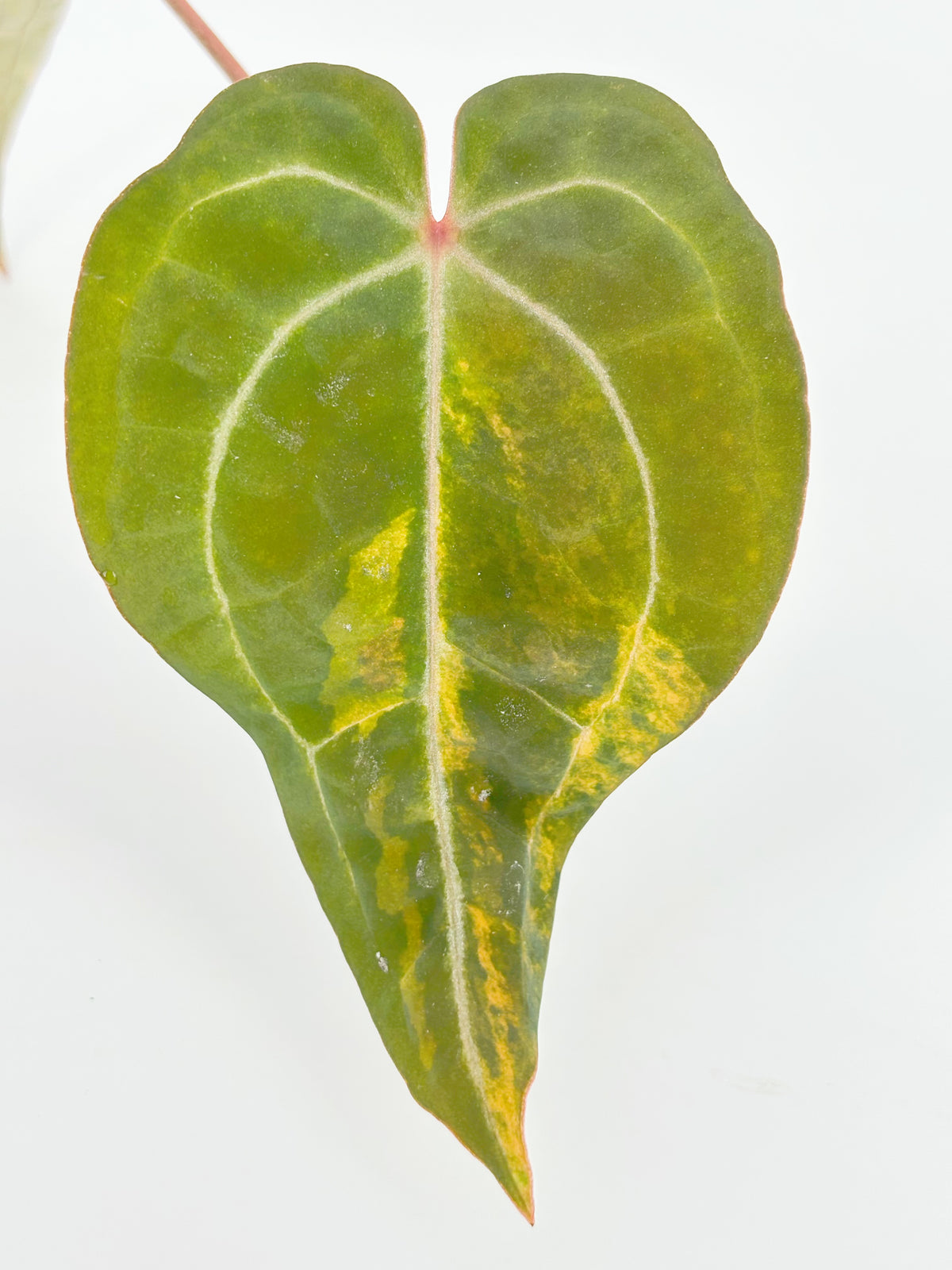 Anthurium Forgetii x Zara Michelle Variegated@BC Warehouse