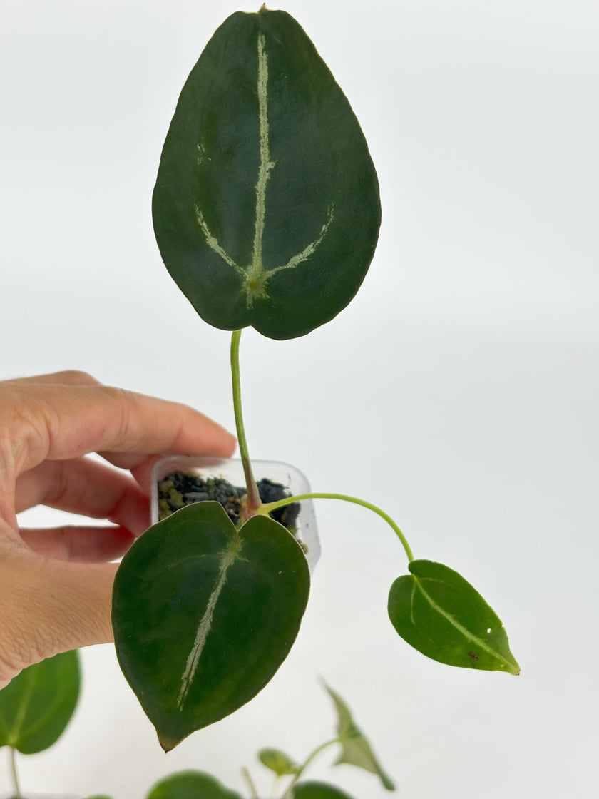 Anthurium Beginner Combo@BC Warehouse