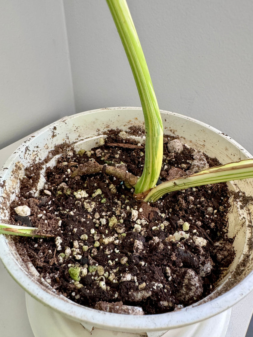 Monstera Albo *Pick Up& GTA Delivery Only*