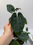 Anthurium Papi FSRL x Forgetii dark *Multiples Available Ramdom Selection*