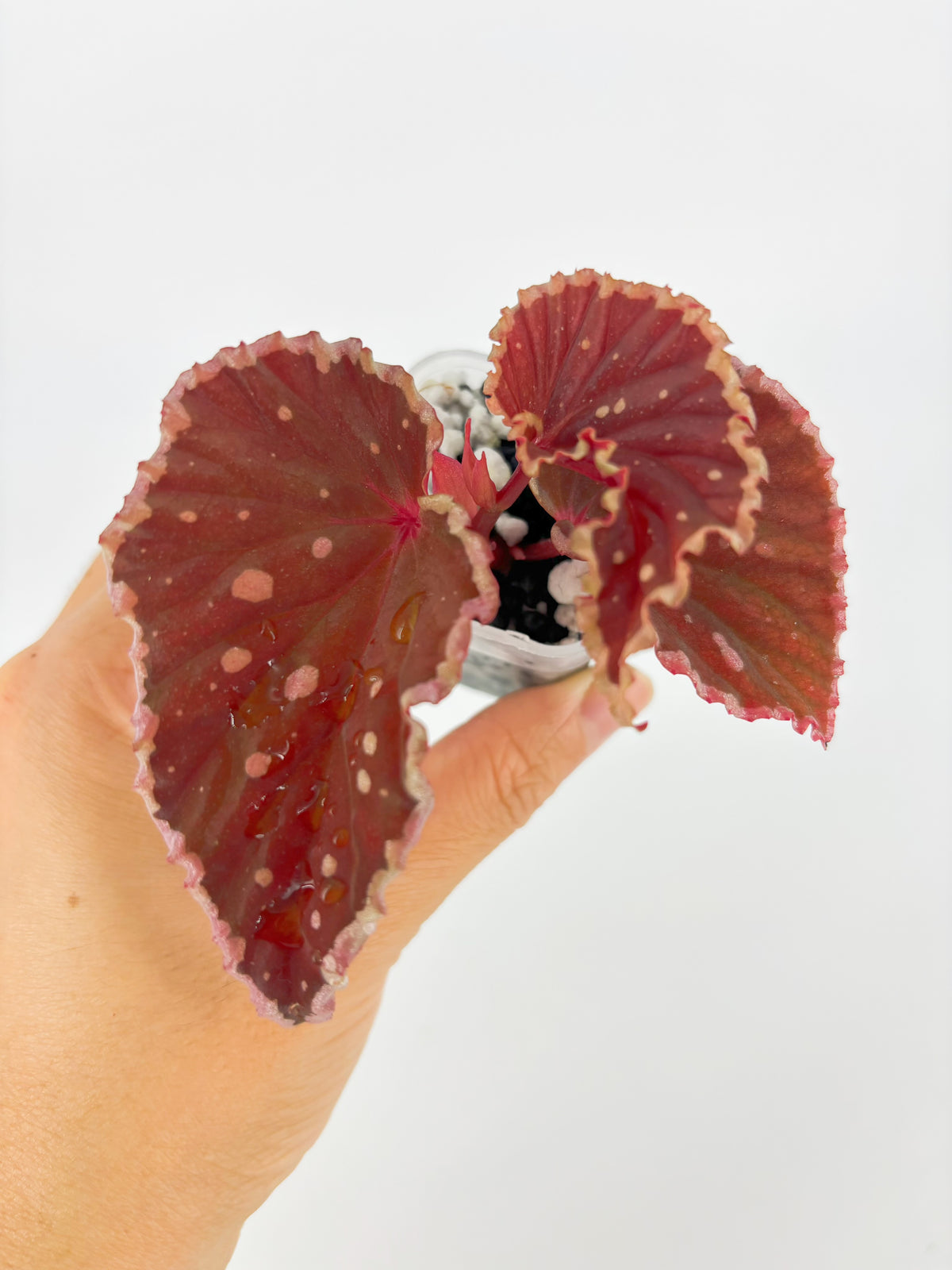 Begonia combo (Darth x Maloch & Pink Maculata) @BC Warehouse