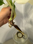 Monstera Albo -Japanese