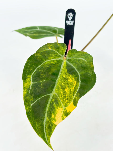 Anthurium Forgetii x Zara Michelle Variegated@BC Warehouse